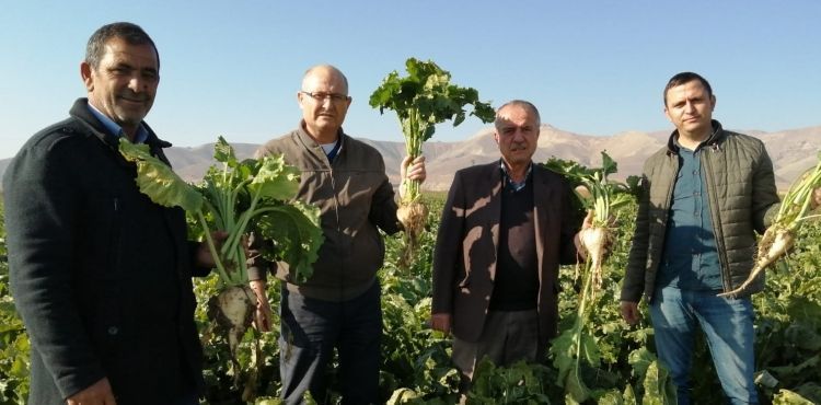 Yeşilhisar’da arpa dan sonra ikinci ürün denemesi
