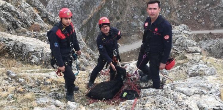 BÜYÜKŞEHİR İTFAİYESİ’NDEN 3 SAATLİK KEÇİ KURTARMA OPERASYONU