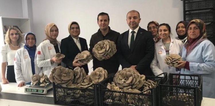 Kadın kooperatifinde üretilen istiridye mantarına yoğun ilgi
