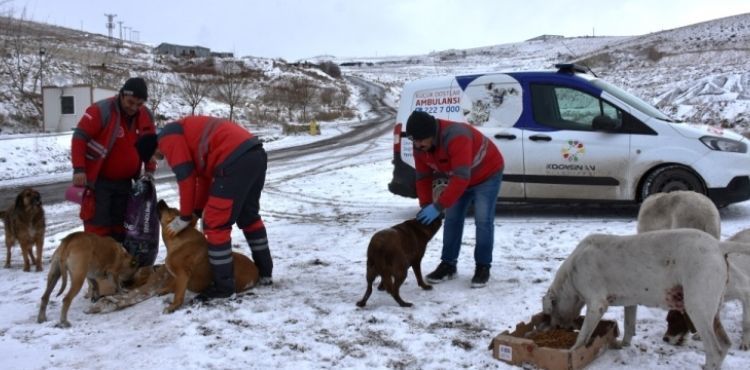 KOCASİNAN’DAN SOĞUK HAVADA SOKAK HAYVANLARI İÇİN YEMLEME ÇALIŞMASI