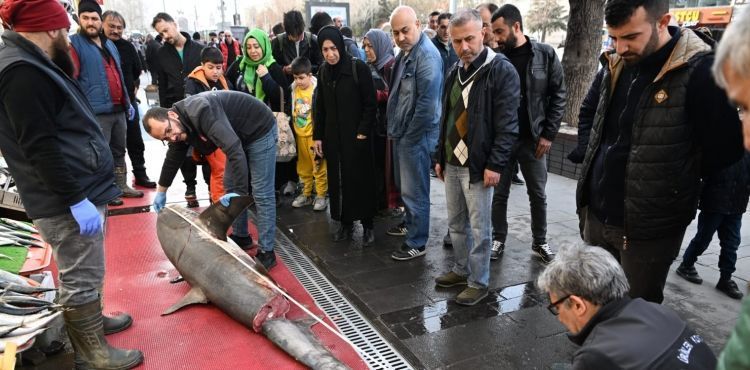 Satışı yasak olan Camgöz Köpek Balığı satan işletmeye para cezası kesildi