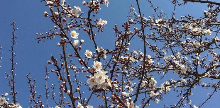Kayseri’de ilkbaharın müjdesi ağaçlar çiçekler açtı
