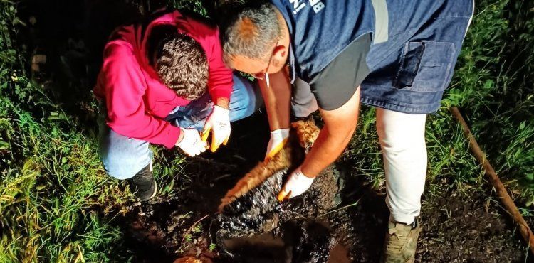 Zifte saplanan yavru köpekleri belediye ekipleri kurtardı