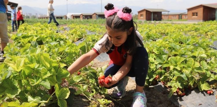 BÜYÜKŞEHİR’İN DOĞAL ÜRÜNLER BAHÇESİ, MİNİKLERİ AĞIRLADI