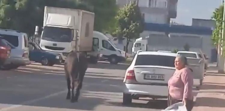 Bir bayram klasiği: Firari kurbanlar
