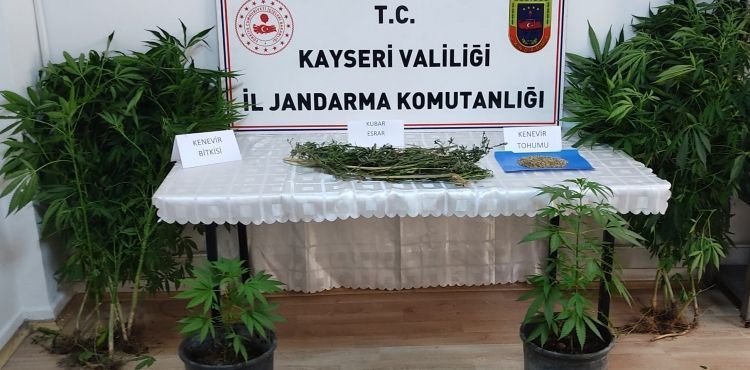 Evinde kenevir yetiştiren şüpheli jandarma ekiplerince yakalandı
