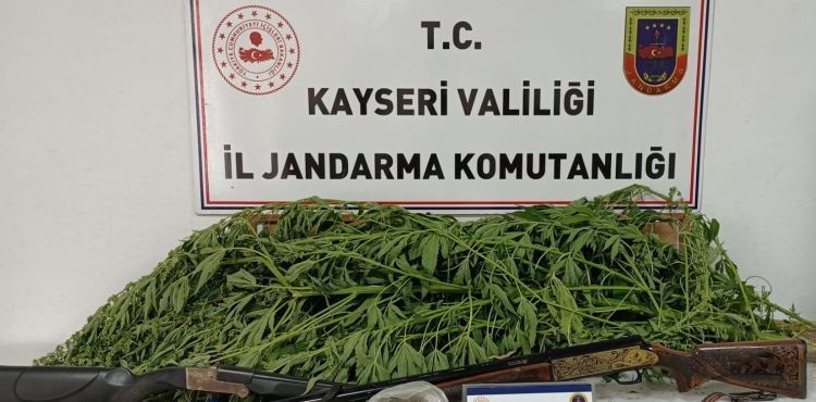 Jandarma ekipleri kenevir yetitiren 1 pheliyi yakalad