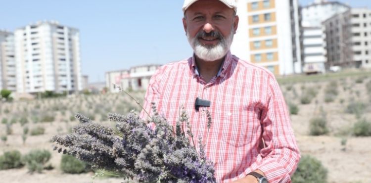 BAŞKAN ÇOLAKBAYRAKDAR; “ŞEHRİ RENKLENDİREN LAVANTA BAHÇESİNİN SAYISINI ARTIRACAĞIZ”