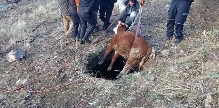 BÜYÜKŞEHİR İTFAİYESİ’NDEN “BUZAĞI” OPERASYONU
