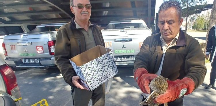 Yaralı halde bulunan kulaklı orman baykuşu tedavi altına alındı