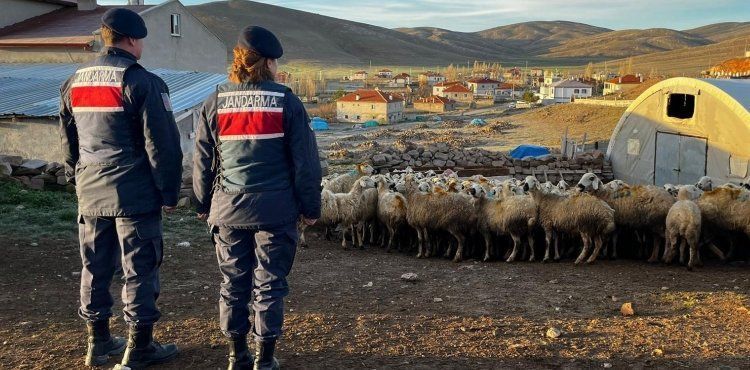 Kaybolan 150 küçükbaş hayvan, sahibine teslim edildi