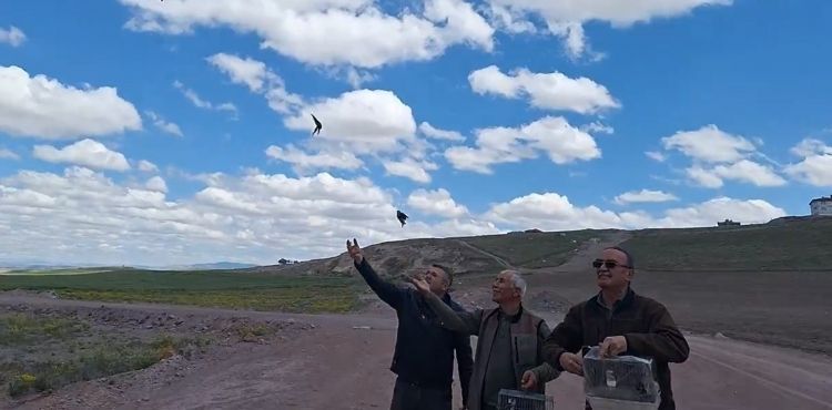 Yasa dışı tutulan Saka Kuşları doğaya bırakıldı