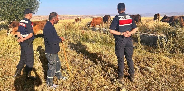 Jandarma ekipleri kayıp hayvanları bularak sahibine teslim etti