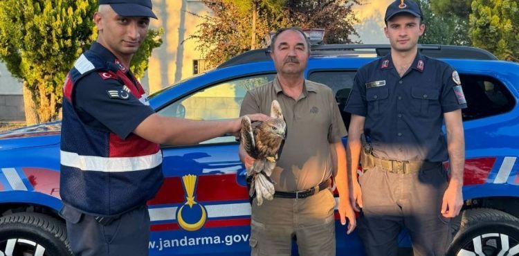 Jandarma ekiplerinden yaralı şahine yardım eli