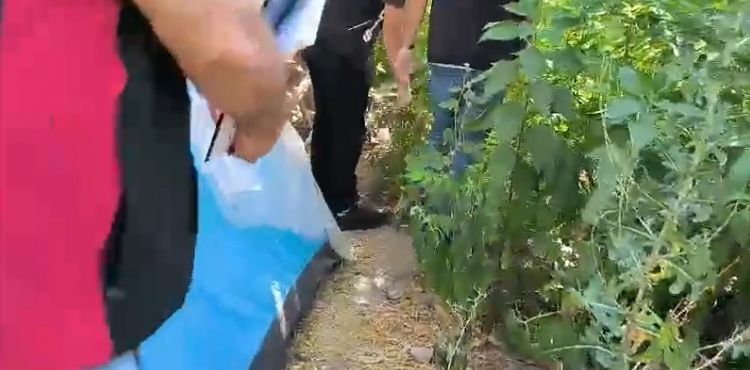 Narkotik operasyonu: 81 kök ve 15 gram narkotik madde ele geçirildi