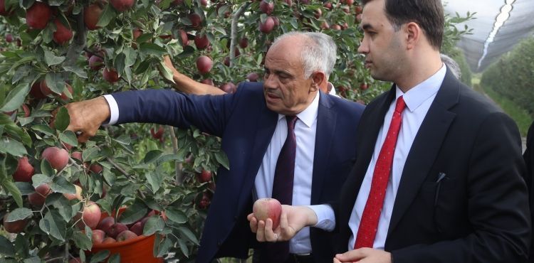 YAHYALI’DA ELMA HASADI BAŞLADI