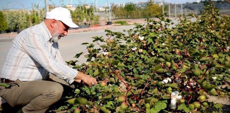BAŞKAN ÇOLAKBAYRAKDAR, “TÜRKİYE’NİN EN KAPSAMLI FİDANLIĞIYLA KAYSERİ’MİZİN YEŞİL DOKUSUNU ÇEŞİTLENDİRİYORUZ”