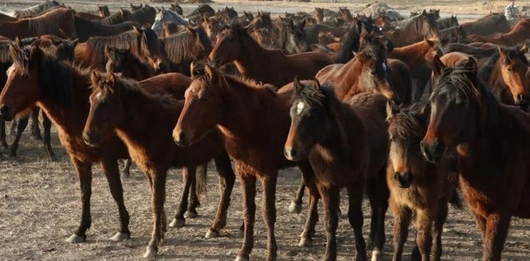 Hürmetçi Sazlığında mutlu son