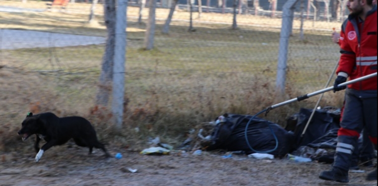 Köpeğin saldırısına uğrayan Zeynep yaralandı