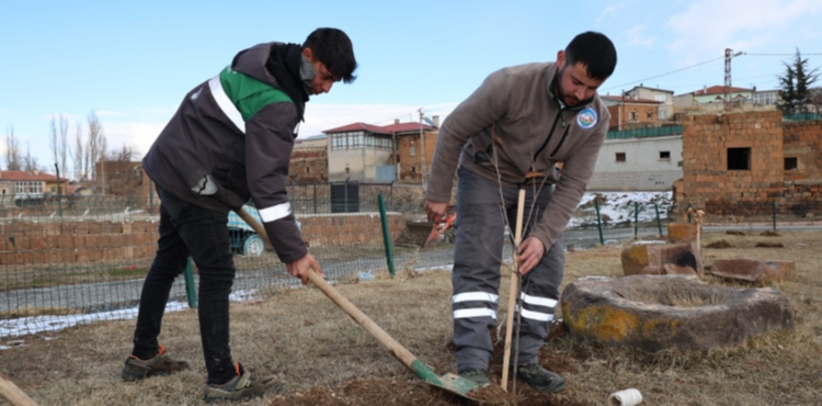 TALAS KIRSALINDAKİ KAMU ALANLARINA KESTANE FİDANI