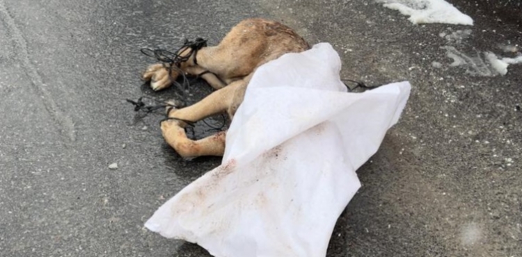 Kayseri'de hayvan vahşeti; ayakları bağlanan köpek, silahla öldürülüp çuvalla sokağa atıldı
