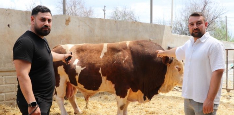 Şampiyon boğa 'Poyraz', 540 bin TL'ye alıcısını buldu