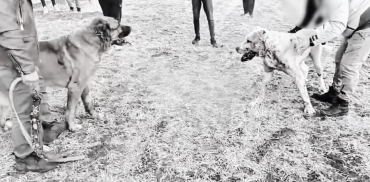 Kayseri'de köpek dövüştüren 8 kişiye gözaltı