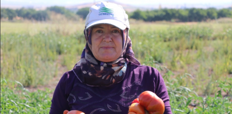 Ata tohumundan elde edilen Karahıdır domatesinde hasat başladı