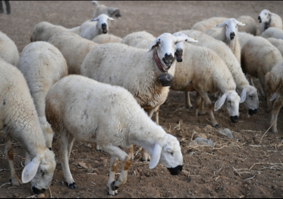 BAKAN BYKKILIǒIN PROJES LE KIRSALDA KOYUN SAYISI ARTTI, MERALAR CANLANDI