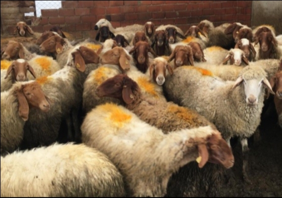 Kayseri'de k���kba� hayvan say�s� 1 milyon 150 bine ula�t�