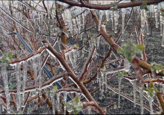 3 il�ede �reticiler zirai dona kar�� sprinkler  sistemiyle �nlem ald�