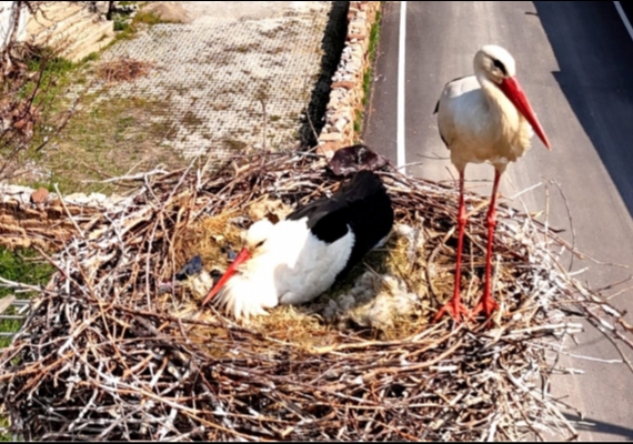 Sar�o�lan�da leylekler yuvalar�na d�nd�