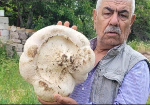 Kayseri�de 3 kilo 400 gram mantar buldu