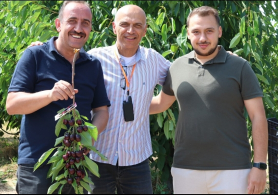 �ncesu�nun kirazlar� Avrupa�ya ihra� ediliyor