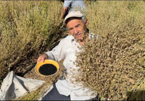 Develi'de ��rek otu hasad� ba�lad�