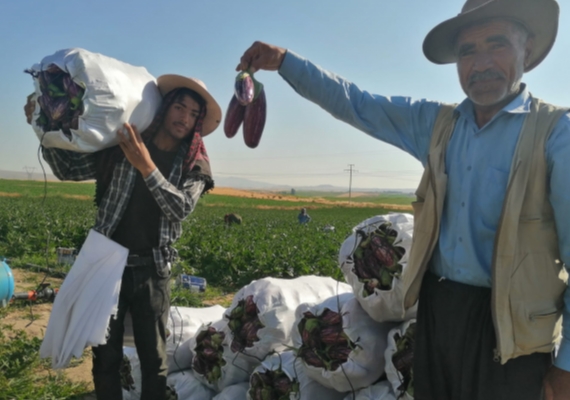 Co�rafi i�aretli Yamula patl�can�nda hasat mesaisi ba�lad�