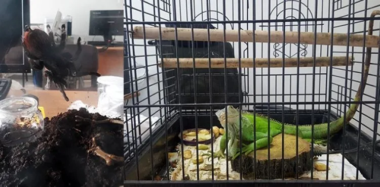 İstanbul'da kaçak tarantula ve iguana operasyonu: 12 gözaltı