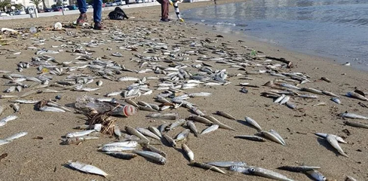 Alanya'da telef olmuş binlerce balık sahile vurdu