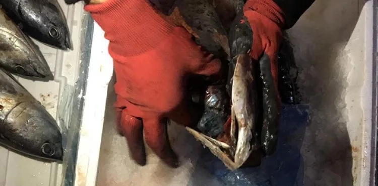 Balığın solungacında uyuşturucu kaçakçılığı