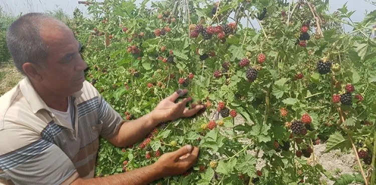 İzlediği belgeselden etkilenip böğürtlen ekti, şimdi siparişlere yetişemiyor