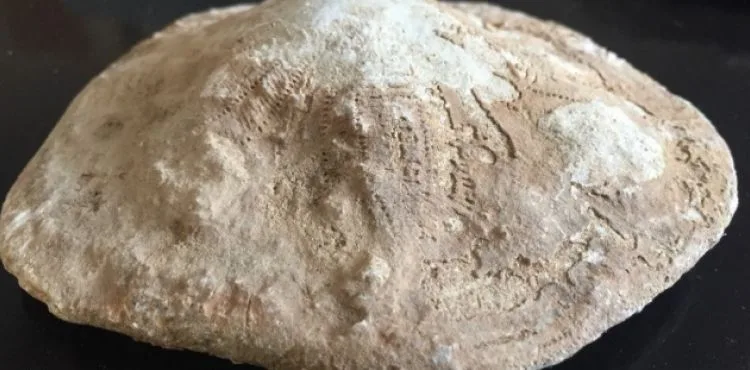 Kahramanmaraş'ta 35 milyon yıllık fosil bulundu