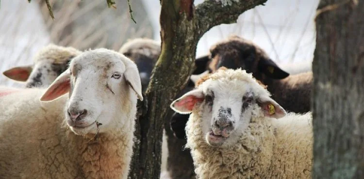 Kurban Bayramı 9 Gün Olacak mı? 2019 Kurban Bayramı tatili kaç gün !