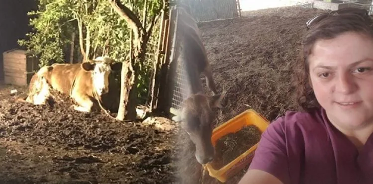İneği ölümden kurtaran veteriner hekim hayatını kaybetti