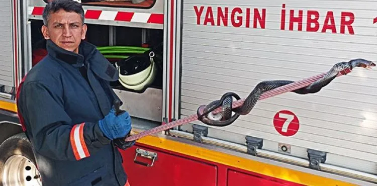 2,5 metrelik kara yılan korkuttu