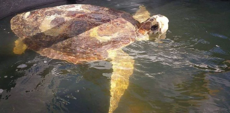 Astrid isimli Caretta Caretta 4 yıl sonra sağlığına kavuştu