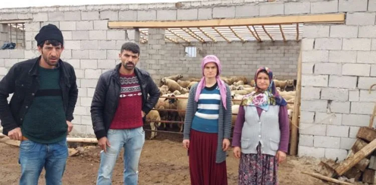 Hırsızların çaldığı koyunları kurtlar parçaladı