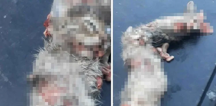 Bacakları ve kuyruğu kesilmiş 2 yavru kedi, ölü bulundu