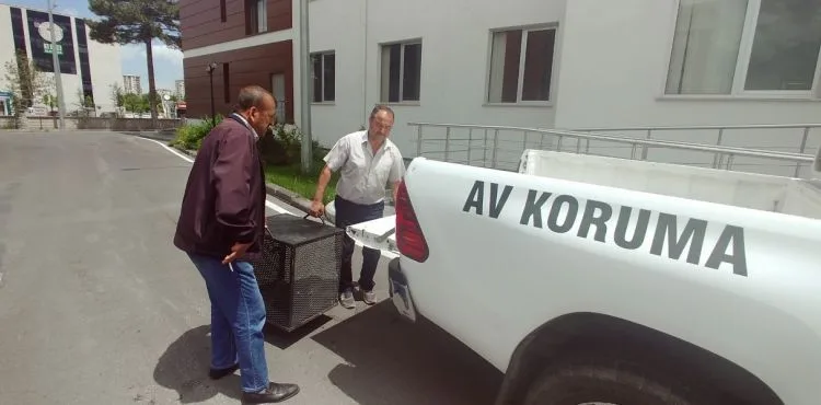 Kayseri'de yaralı bulunan 2 şahin tedaviye alındı