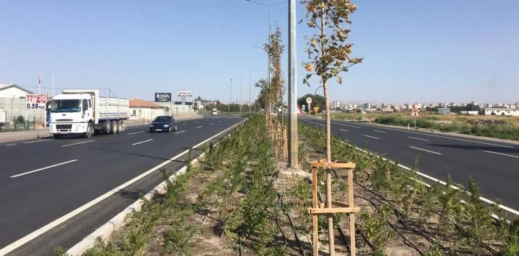 BÜYÜKŞEHİR, ŞEHRİN BATI GİRİŞİNE 62 BİN FİDAN DİKTİ