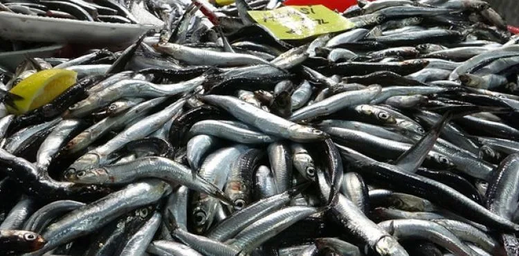 Deniz ürünlerinde cıva tehlikesi... Vedat Milor: Midye yemek, pil yemek gibidir